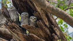 Group of Owlets In Nest On Tree 4K Wallpaper