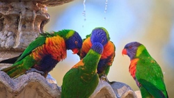 Group of Parrot