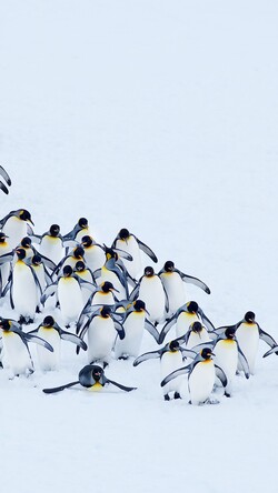 Group of Penguin in Snow