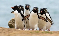 Group Of Penguin Photo