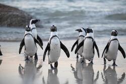 Group of Penguins Near Sea Ultra HD 8K Wallpaper