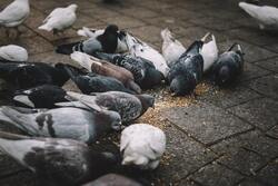 Group of Pigeon Eating on Ground