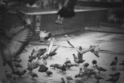 Group of Pigeons Eating Food 4K Black And White Photo