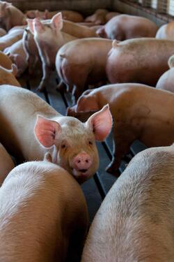 Group of Pigs Photo