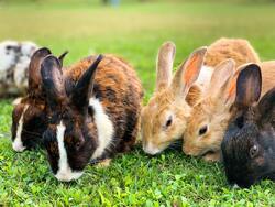 Group of Rabbits Eating Image