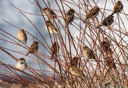 Group of Sparrow Birds