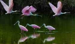 Group of Spoonbill Bird in Lake Full HD Wallpaper