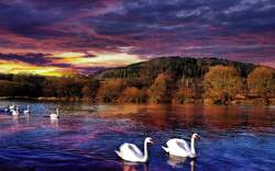Group of Swans In a Lake