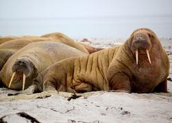Group of Walrus Image