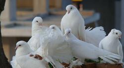 Group of White Dove Image