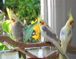 Group of White Shade Parrots