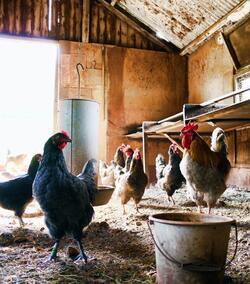 Groups of Chickens Photography