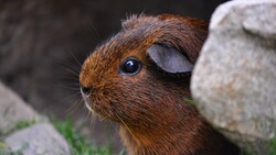 Guinea Pig HD Photo