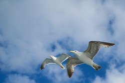 Gull Bird Flying Under Blue Sky