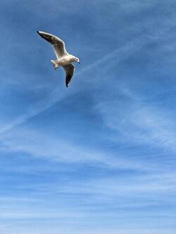 Gull Bird is Flying Imge