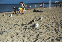 Gull Birds on Beach