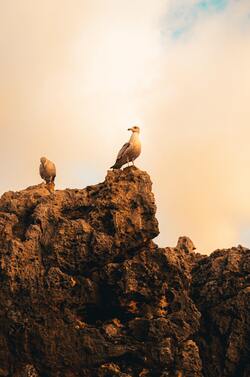 Gull Birds on Rock