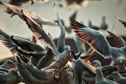 Gull Birds Ultra HD Photo