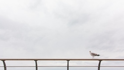 Gull on Railing