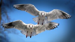 Gull Sea Birds Flying Pics