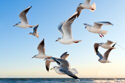 Gulls Birds Flying Above Sea