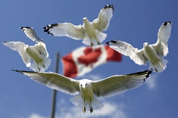 Gulls Birds Infront of Canadian Flag