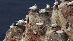 Gulls Colony 4K Pics