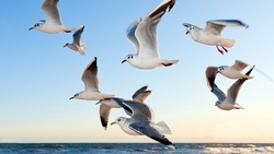 Gulls Flying 4K