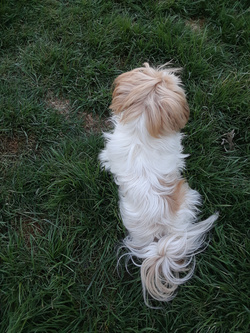 Hairy Dog in Grass