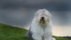 Hairy Dog Sitting on Grass