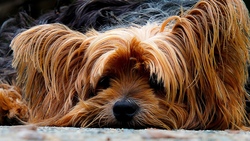 Hairy Dog Sleeping 4K Photo