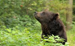 Happy Bear in Zoo