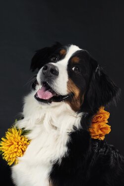 Happy Dog Wear Flowers