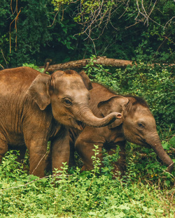 Happy Elephant Cubs