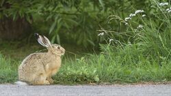 Hare Rabbit in Grass Fright