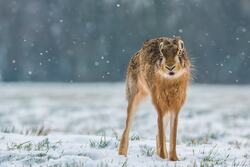 Hare Rabbit in Snow