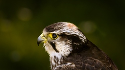 Hawk Bird 4K