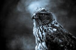 Hawk Bird Black and White Photography