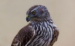 Hawk Bird Closeup Photo