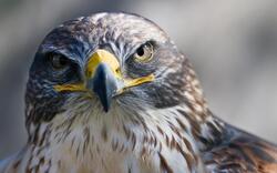 Hawk Bird Closeup Photography