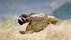 Hawk Bird Flying Beautiful Photography