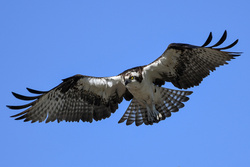 Hawk Bird Flying High in Sky