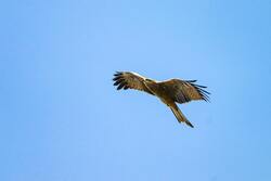 Hawk Bird Flying in Blue Sky