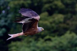 Hawk Bird Flying Photoshoot
