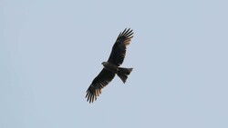 Hawk Bird Flying Under Sky
