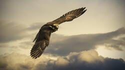 Hawk Bird Flying with Open Beak