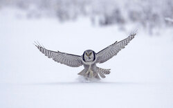 Hawk Bird in Winter