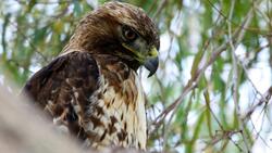 Hawk Bird on Tree Pic