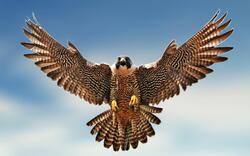 Hawk Bird Photoshoot