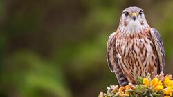 Hawk Bird Seating on Tree Photo